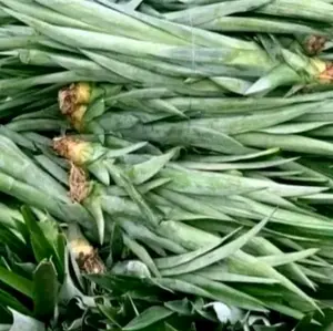 bibit nanas madu jumbo super premium paket 5 batang