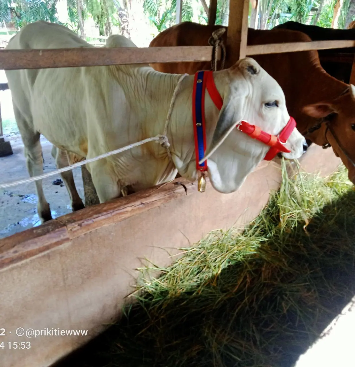 Tali Mulut Sapi dan Kambing dengan Brangus Sapi, Bracok, Ikat Kepala ...